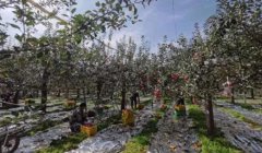 饱满圆润的苹果压满枝头